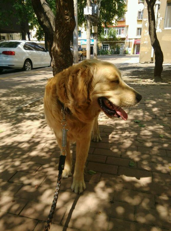 宠物腹泻时如何正确处理伤口,宠物腹泻和拉稀的区别在哪个部位