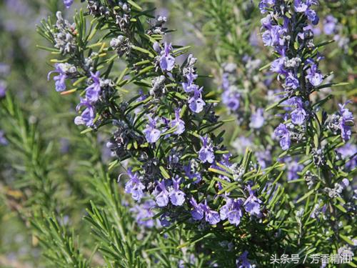 添加精油的护肤品的好处 (衣草精油对女性有什么好处)