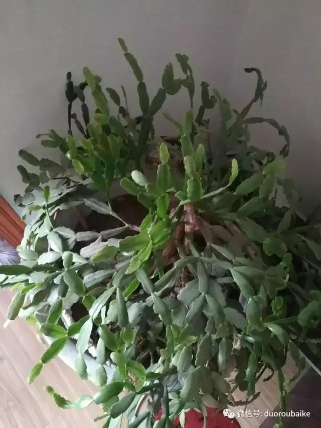 养了20年的多肉植物,老肉友多肉植物