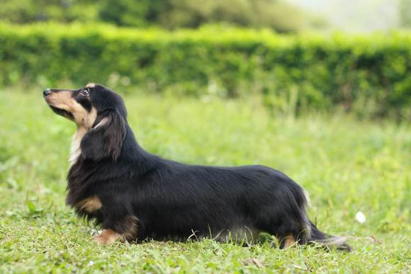 普遍的狗狗品种大全及图片,所有狗狗品种集合大全
