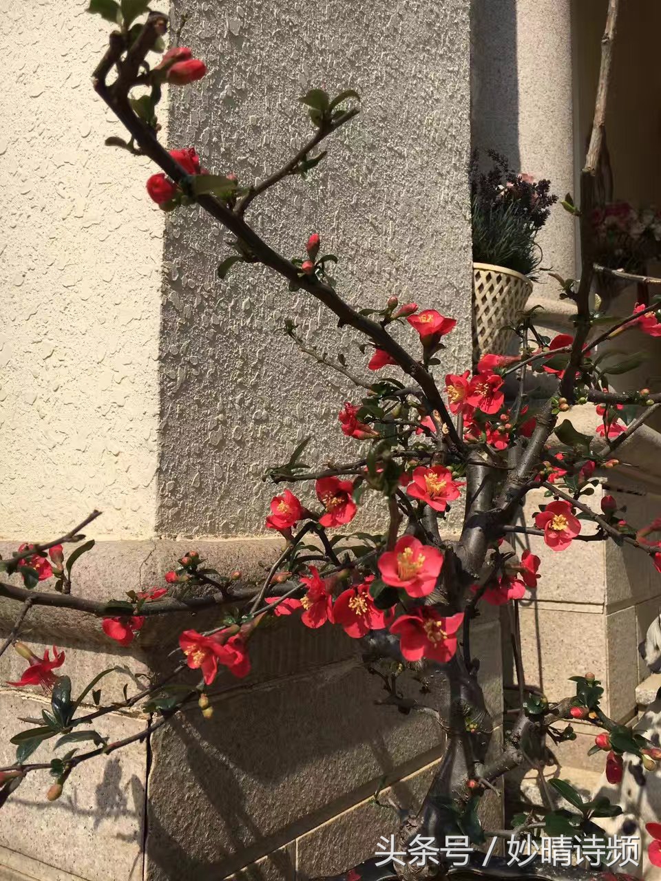 黄曙辉：情人节致瓦伦丁（六首）