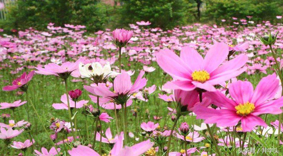 修习｜道教绝对经典《抱朴子》，之一