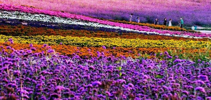 沈阳紫烟薰衣草庄园怎么样,沈阳紫烟薰衣草庄园招聘