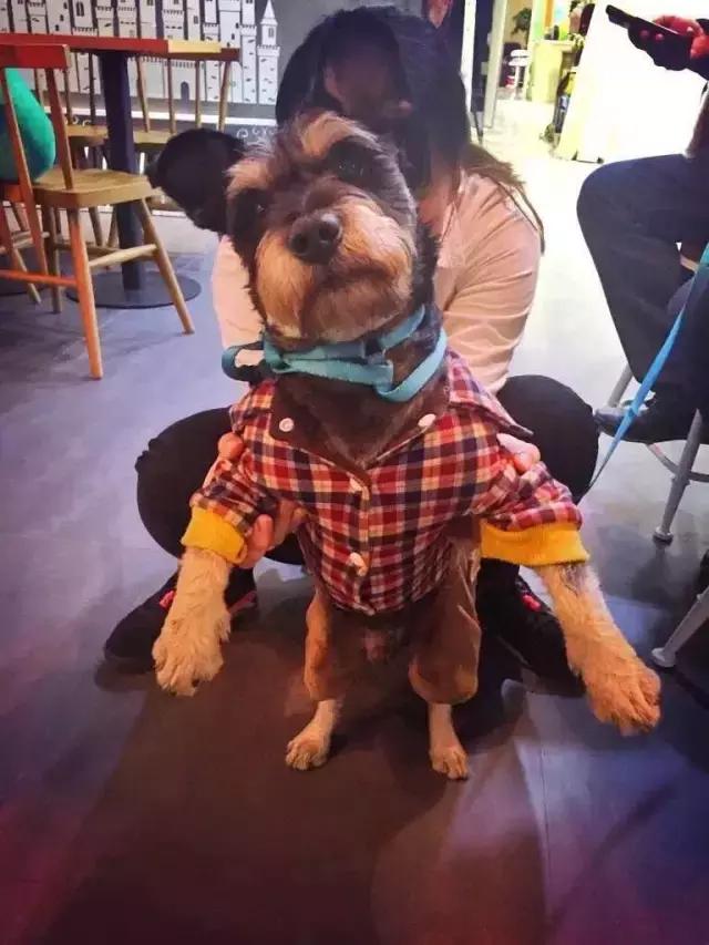 长沙人爱养什么品种的鸟,长沙人为什么喜欢养乌龟