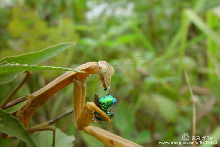 微距镜头下的昆虫视角,微距下的昆虫摄影