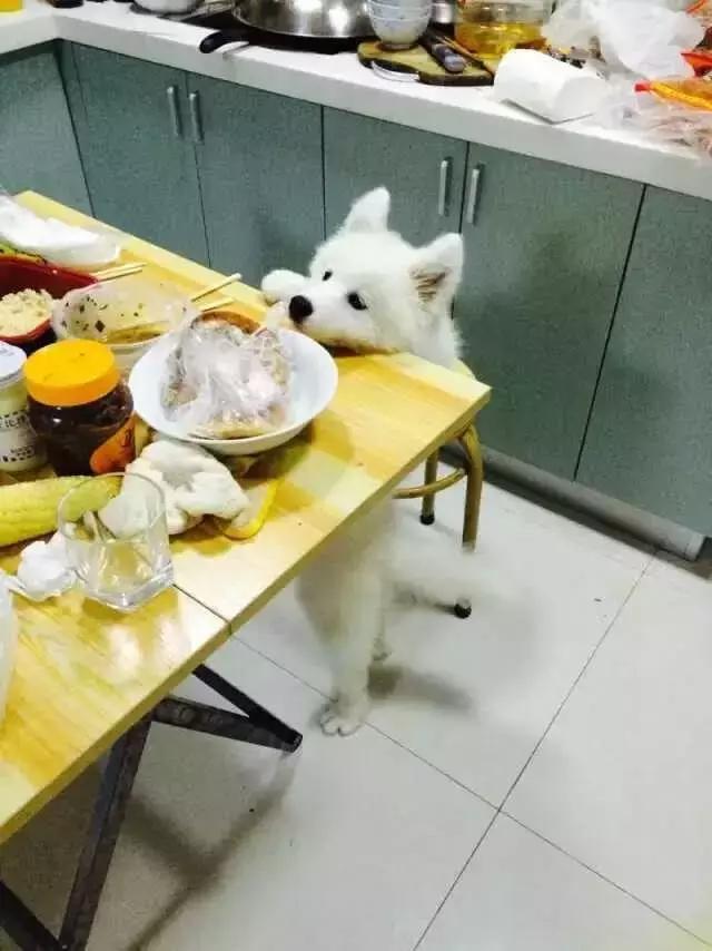 长沙宠物蜥蜴品种有哪些,别人家养的宠物蜥蜴食肉动物