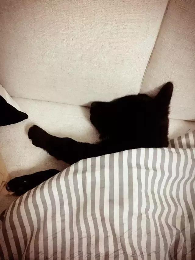 长沙人爱养什么品种的鸟,长沙人为什么喜欢养乌龟