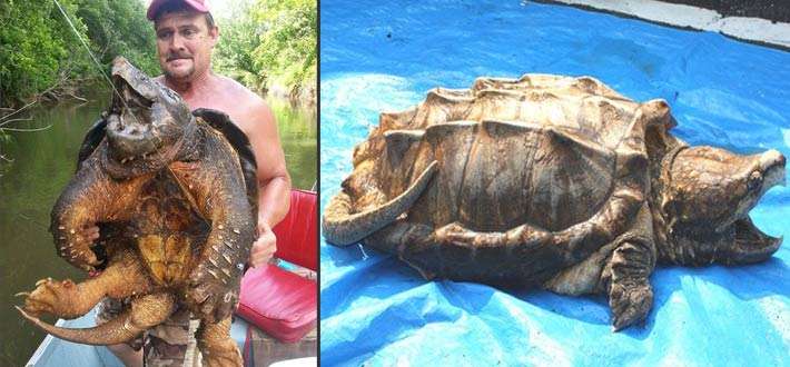 怎样挑选乌龟才是最好的,新手怎么选乌龟