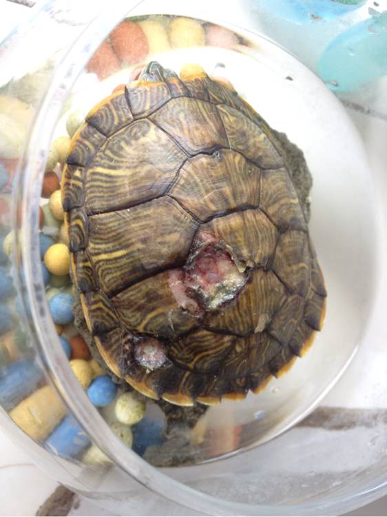 怎样挑选乌龟才是最好的,新手怎么选乌龟