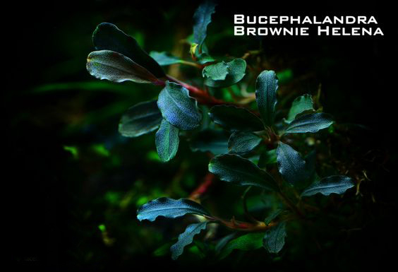 水族辣椒榕,水族朋友圈