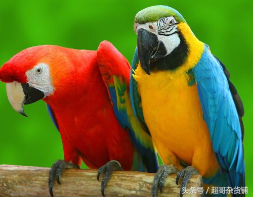 你的鹦鹉需要杀虫吗?