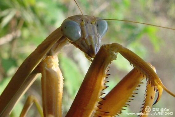 微距镜头下的昆虫视角,微距下的昆虫摄影