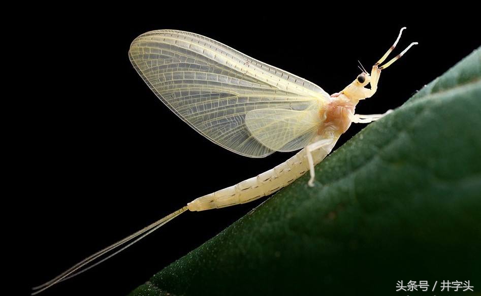 修习｜道教绝对经典《抱朴子》，之一