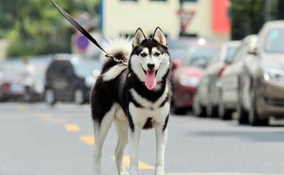 普遍的狗狗品种大全及图片,所有狗狗品种集合大全