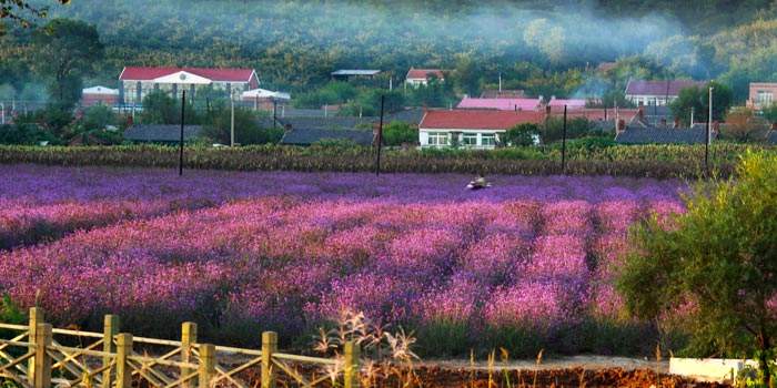 沈阳紫烟薰衣草庄园怎么样,沈阳紫烟薰衣草庄园招聘