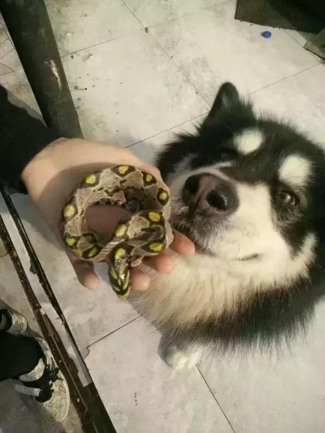 长沙人爱养什么品种的鸟,长沙人为什么喜欢养乌龟