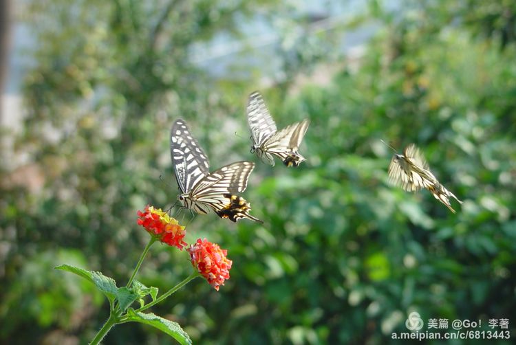 微距镜头下的昆虫视角,微距下的昆虫摄影