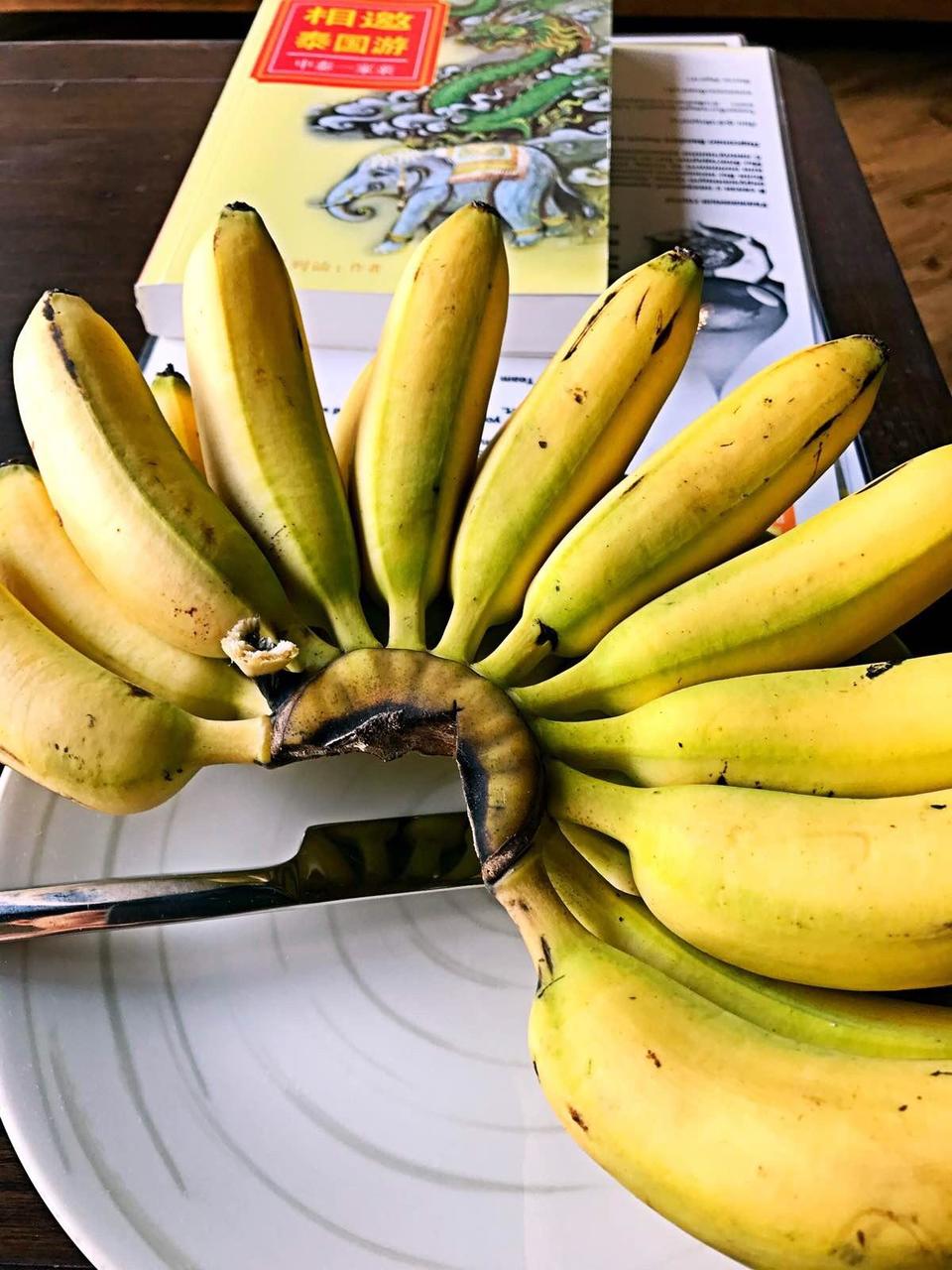 萨瓦迪卡！就在KohSamui撒野吧！