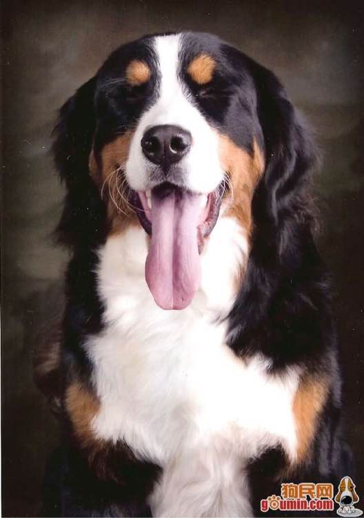 狗狗品种收集大全,收藏狗狗