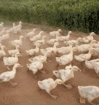 铲屎官半夜给猫咪抓鱼,和猫咪斗智斗勇铲屎官智商完胜