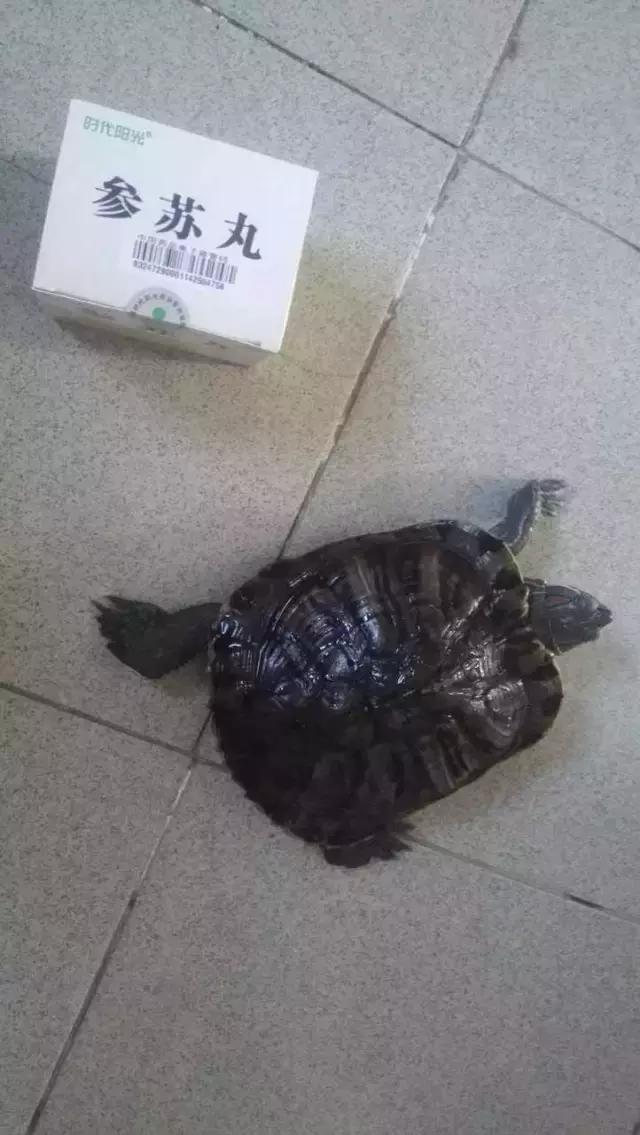 长沙人爱养什么品种的鸟,长沙人为什么喜欢养乌龟