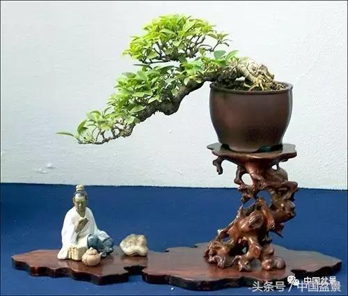 盆景知识与交流,养花知识大全小盆景