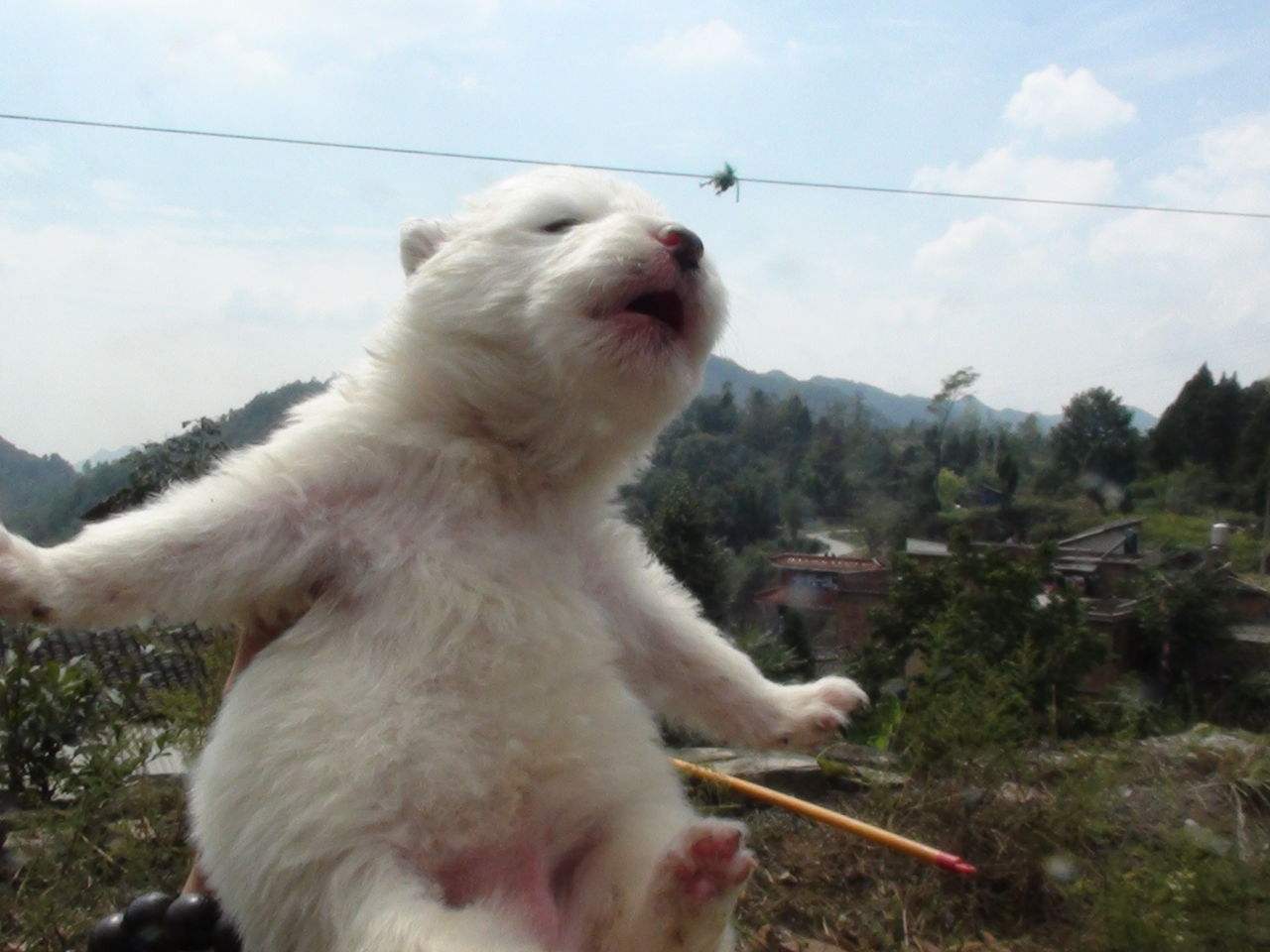 狗狗最不容易掉毛的是哪个品种,狗狗掉毛排行榜