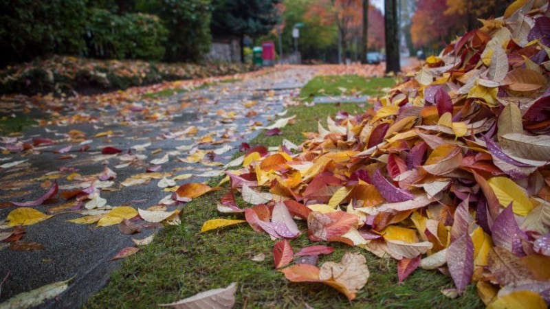 外来入侵给我们的警示,外来入侵的途径