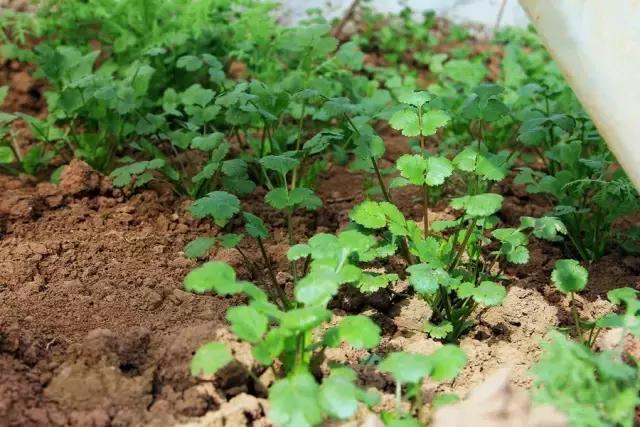 户县新西兰农场好玩吗,西安户县农场