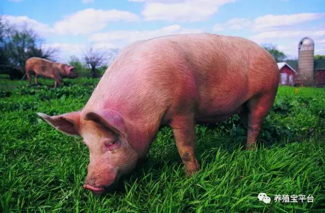 母猪产后没奶仔猪该咋办,母猪产后没奶水人工怎么喂小猪