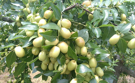 什么水果吃了对胃好养胃治胃病,有胃病的人这四种水果一定不能碰