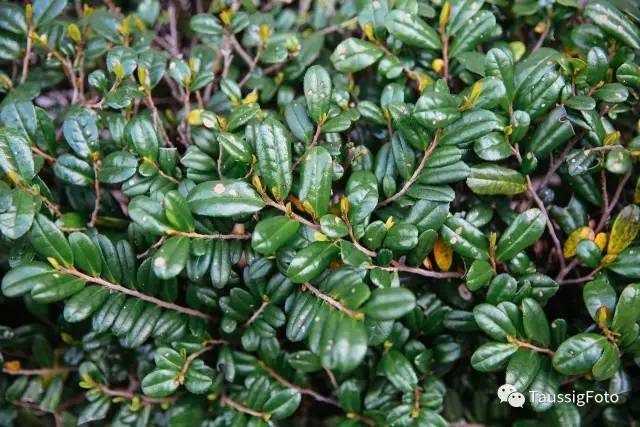 日本大阪旅游地震,日本旅游福岛地震