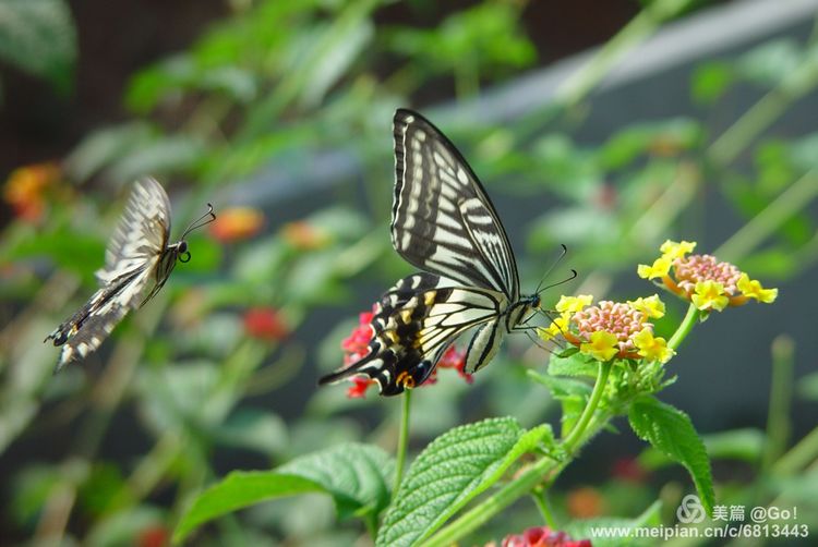 微距镜头下的昆虫视角,微距下的昆虫摄影