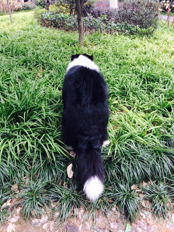 边牧这种狗到底有多聪明,边牧的智商真的有6-8岁那么高吗