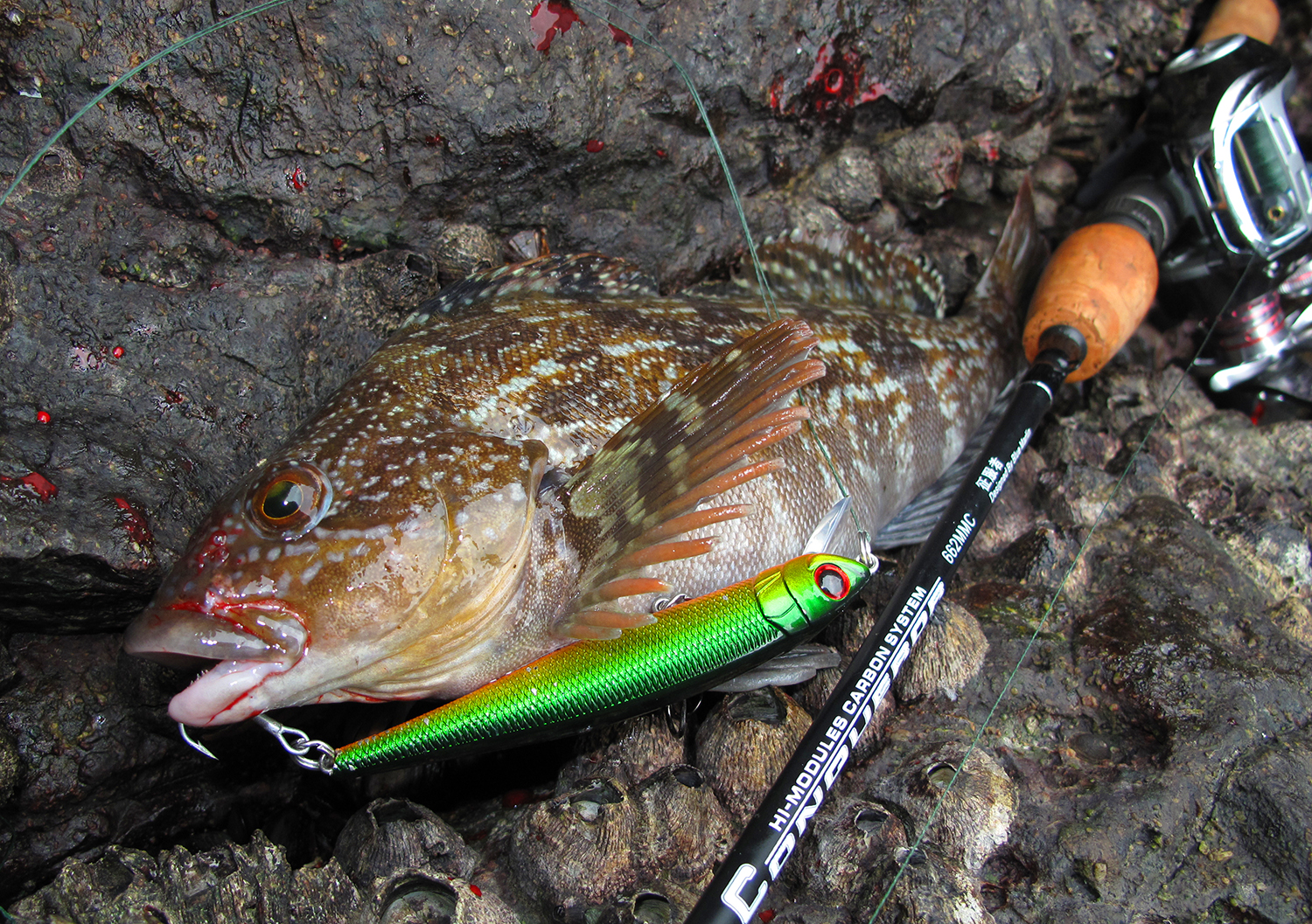 钓鱼有哪些肉食性鱼,海洋钓鱼常见鱼类