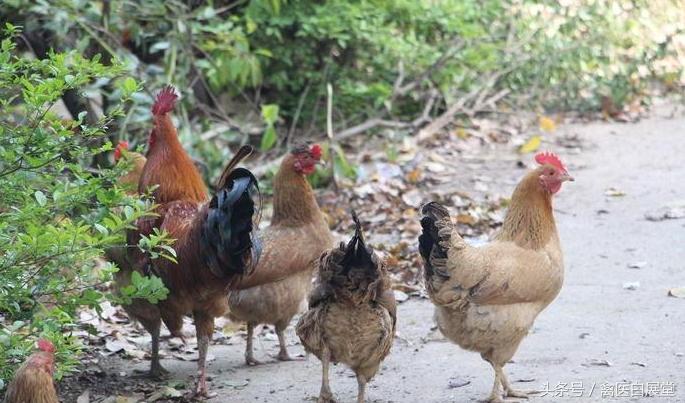 养鸡不产蛋怎么办,养鸡产蛋达不到的高峰