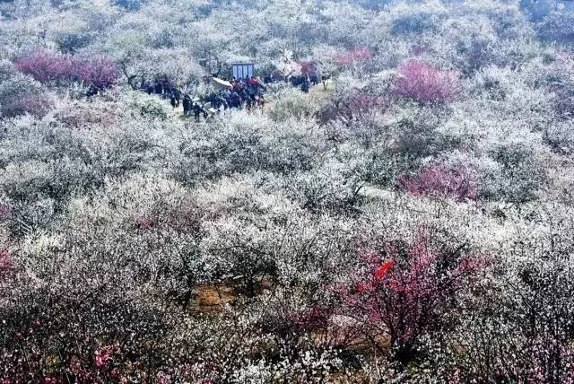 苏州园区赏梅攻略,何时去苏州赏梅最佳