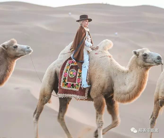 新疆鄯善骆驼,鄯善的骆驼