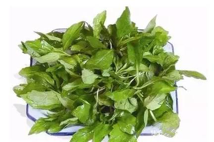 又到挖野菜的季节,又到了挖野菜的季节了是什么意思