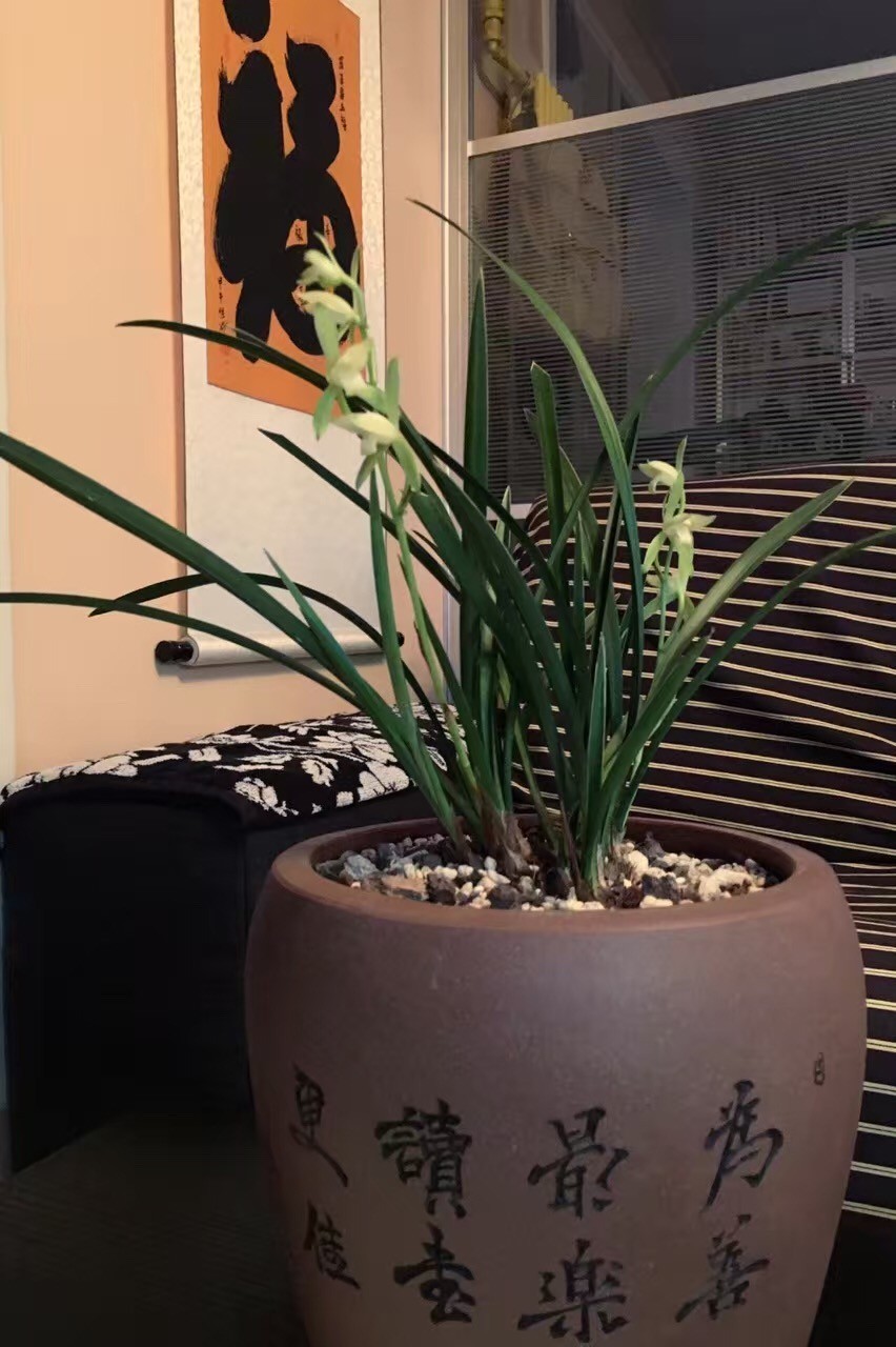 喜欢养花花草草的人好还是不好,养花花草草能给人带来什么心境