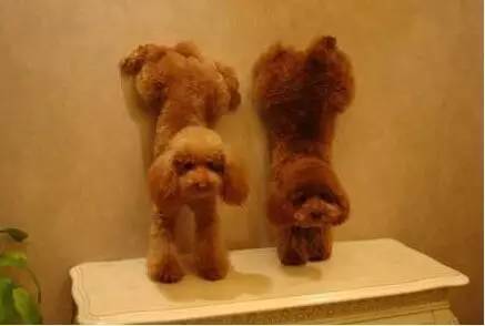 倒立不会倒立怎么可以简单倒立,不会倒立的人怎么才能学会倒立呢