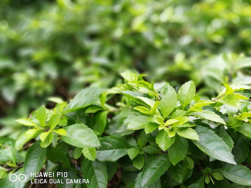 华为p10评测拆解,华为p10全面曝光