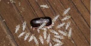 蟑螂药靠气味消灭蟑螂吗,怎么灭蟑螂药最好最有效