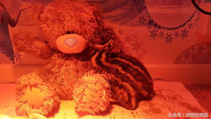 女孩买回一只鸡蛋,女子买3箱鸡蛋出一只小鸡