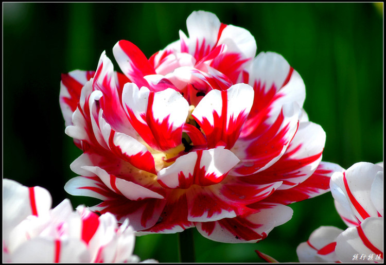 郁金香花卉摆放,郁金香花卉基地