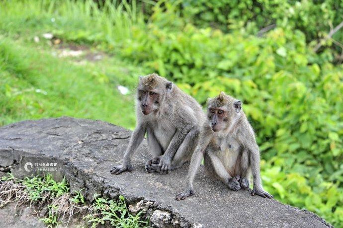 巴厘岛情人崖猴子,巴厘岛最美情人崖
