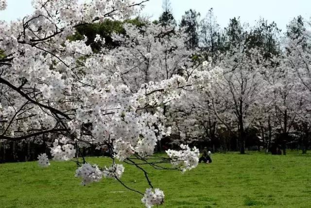 上海最长的樱花大道在哪里,上海樱花盛开的季节是几月