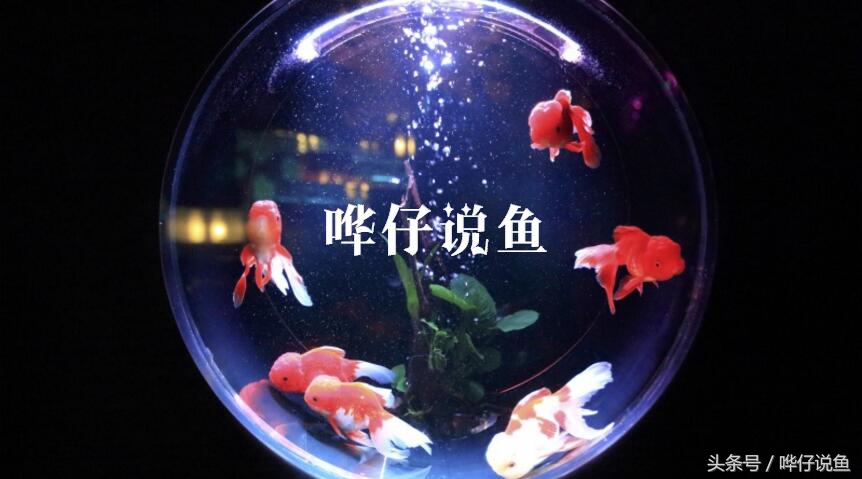 新手养鱼谨记这几点才能不死鱼,养鱼不死鱼的三个绝招是什么