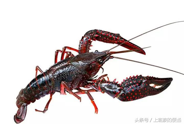 罗氏虾与澳洲小龙虾的区别,罗氏虾和基围虾区别哪个好