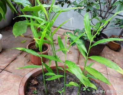 一个盆里能栽几棵君子兰,一个盆里能种两棵君子兰吗